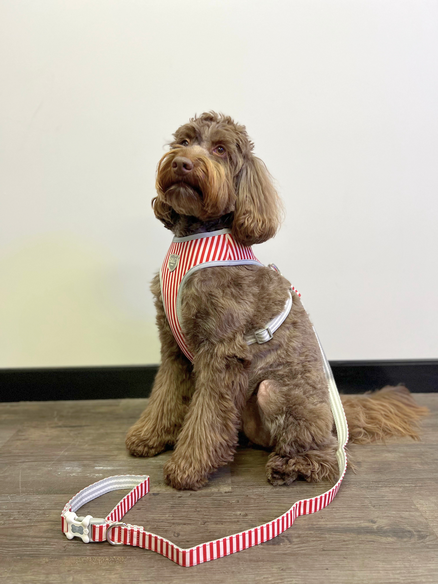 Cherry Stripe Designer Dog Harness