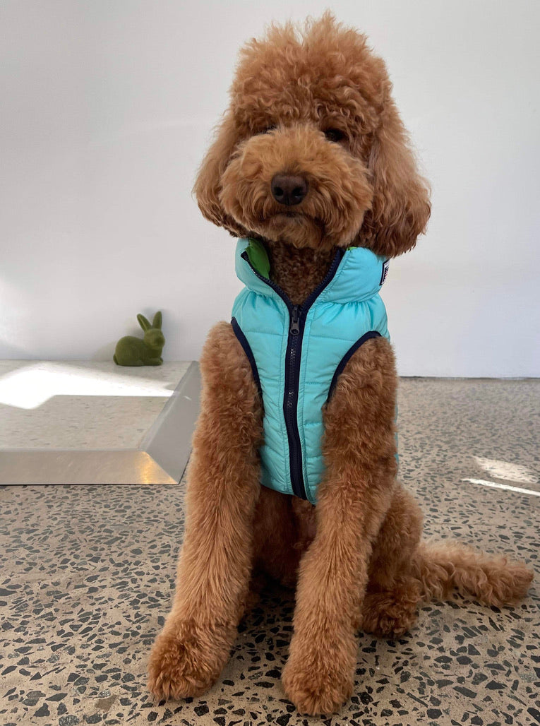 Aqua & Lime Reversible Dog Puffer Jacket