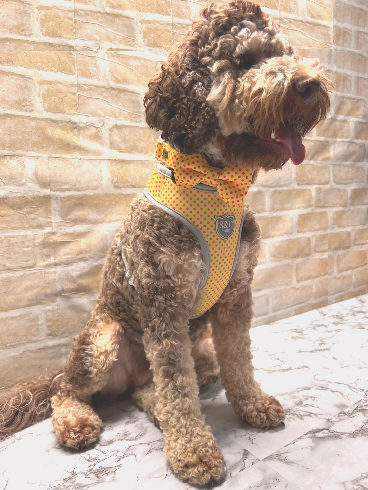 Gold With Pink Spots Designer Dog Harness