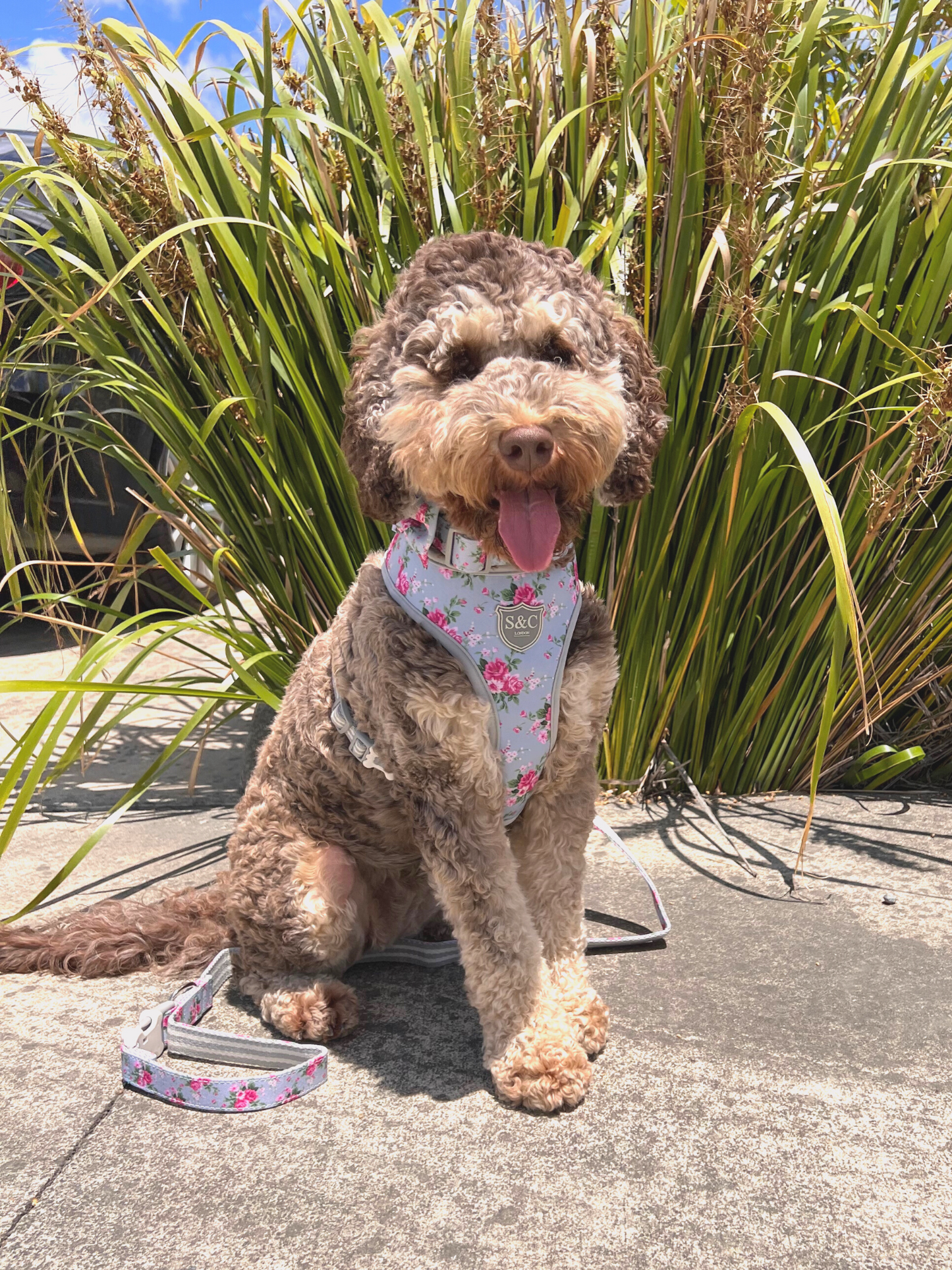 Blue Vintage Pink Flowers Designer Dog Harness