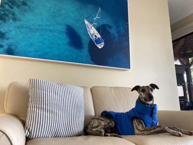 Azure & Sky Reversible Dog Puffer Jacket