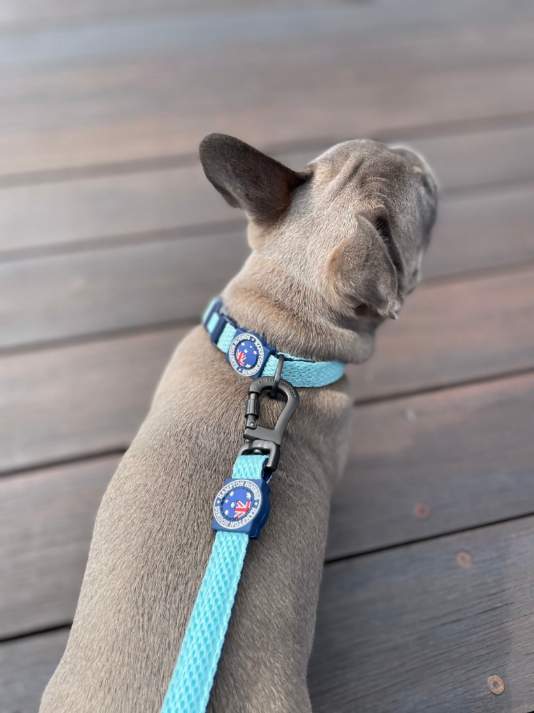 Mesh Dog Collar Aqua
