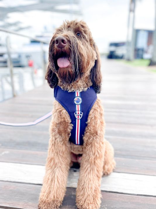 Mesh Dog Harness Navy