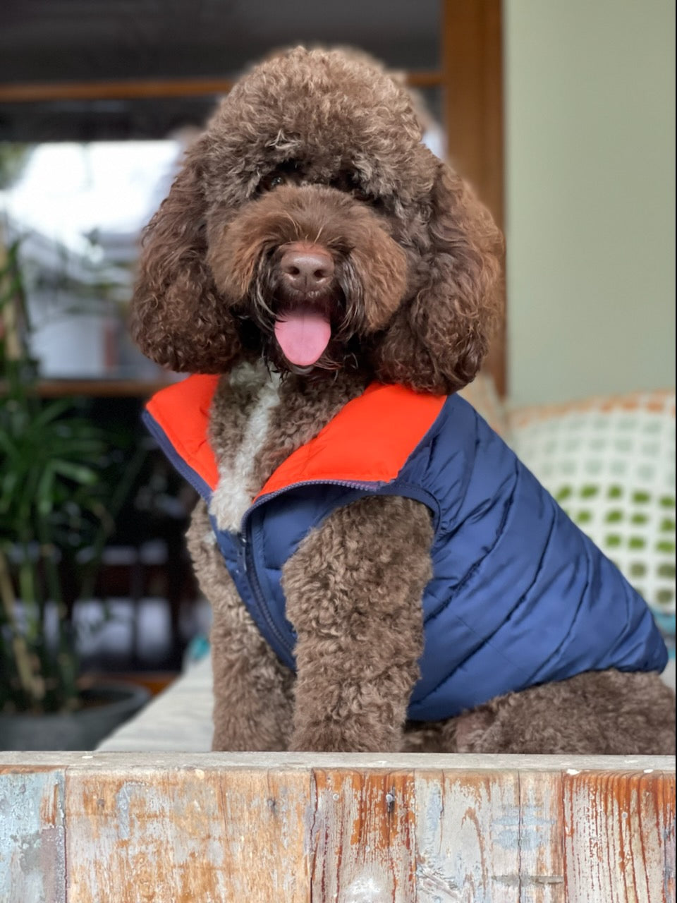Orange & Navy Reversible Dog Puffer Jacket