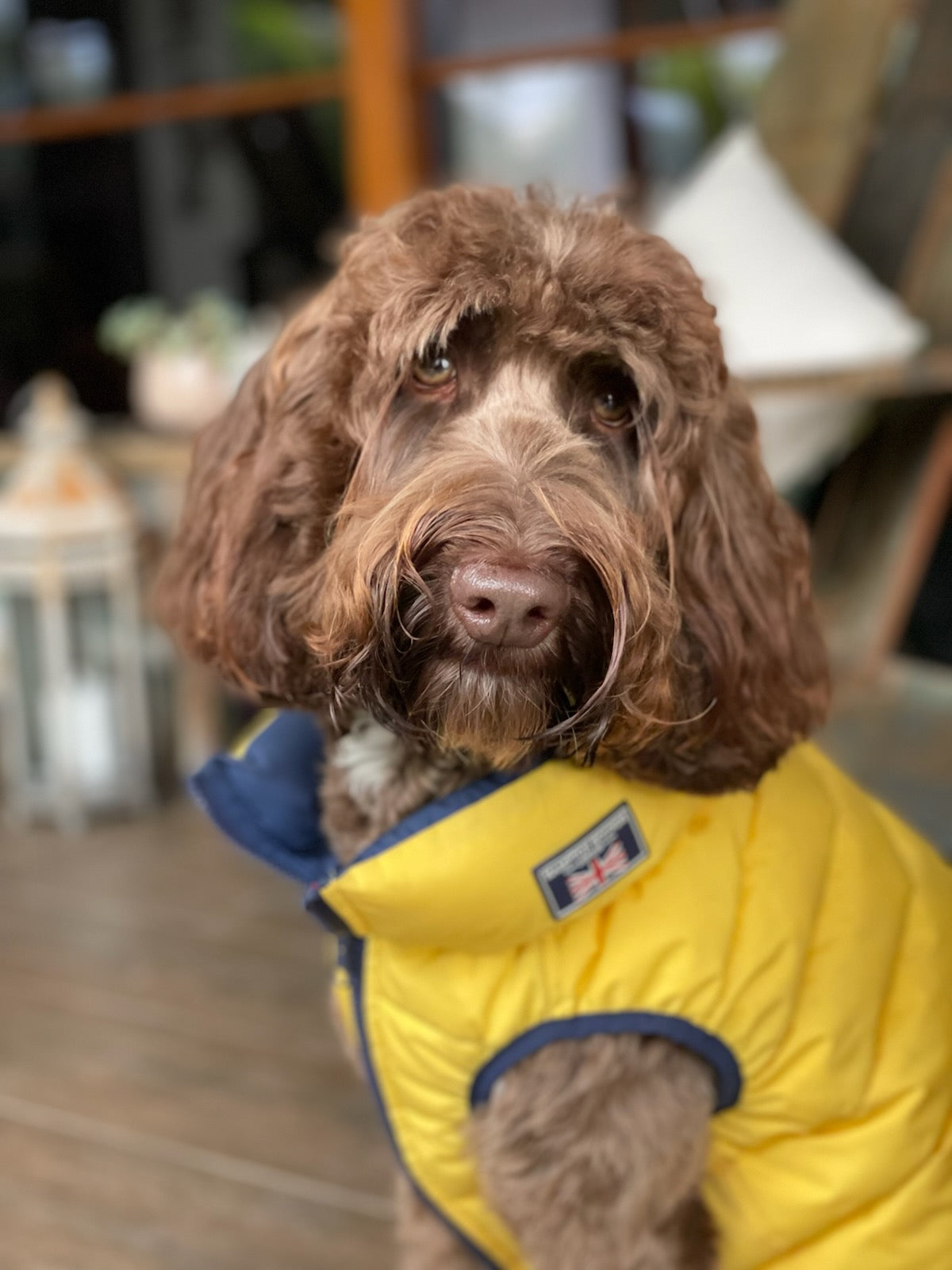 Yellow & Navy Reversible Dog Puffer Jacket