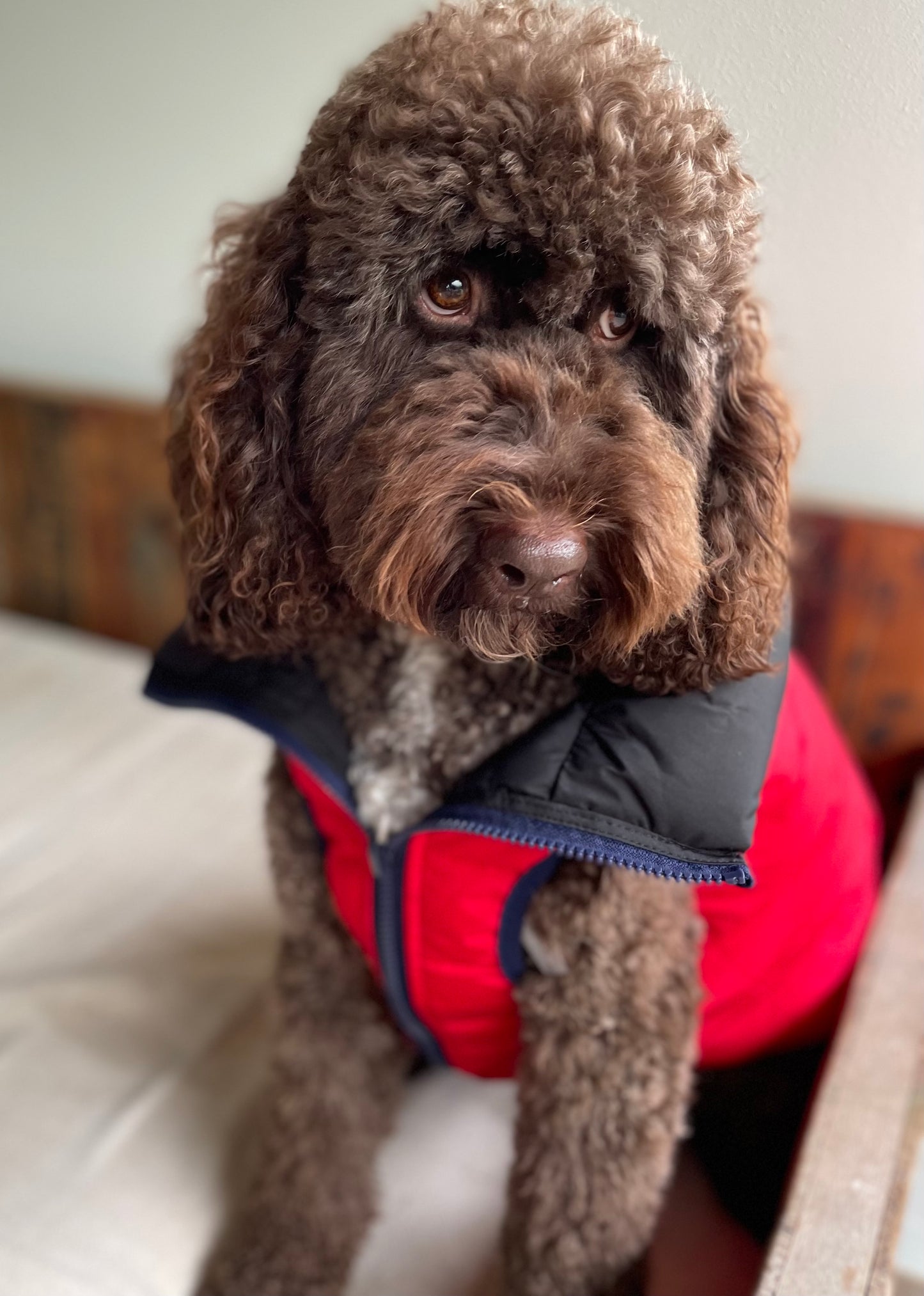 Red & Black Reversible Dog Puffer Jacket