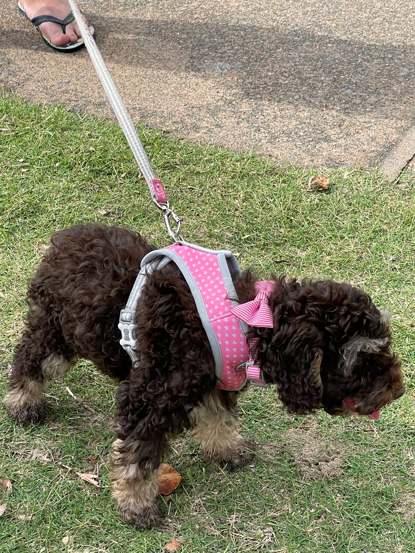 Pink With Pale Blue Hearts Designer Dog Harness