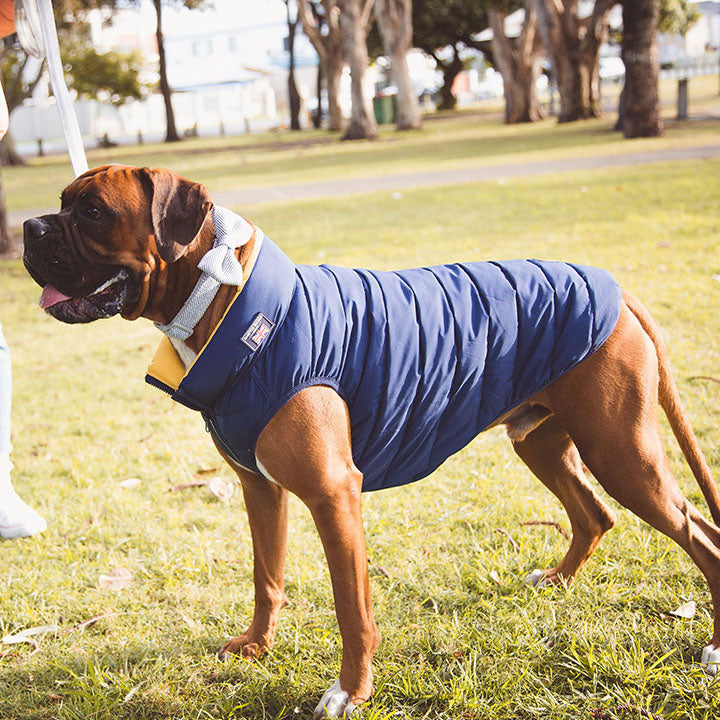 Navy Herringbone Premium Plastic Buckle Dog Collar