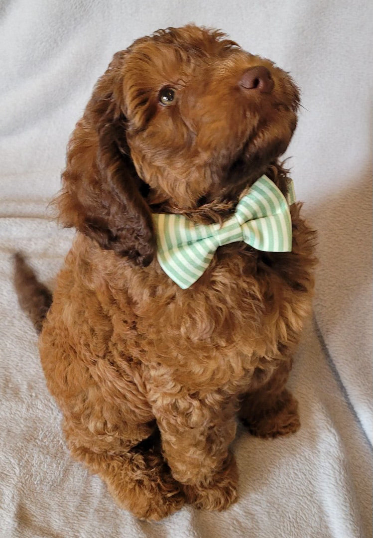 Mint Stripe Designer Dog Bow Tie