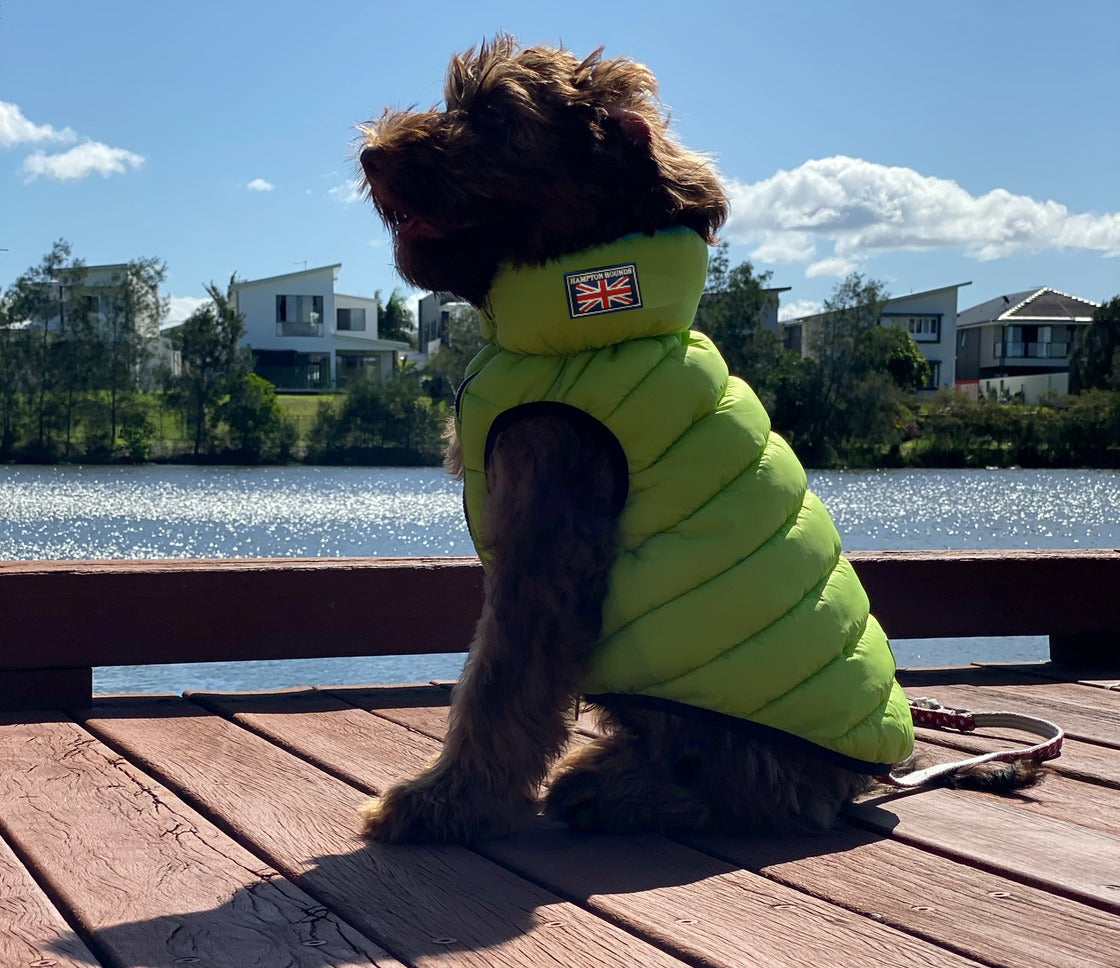 Aqua & Lime Reversible Dog Puffer Jacket